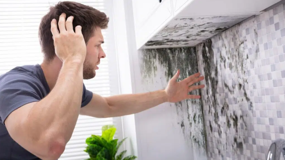 Mold and Moisture Issues